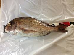 垂水一文字 のませでマダイ