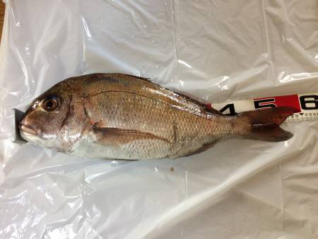 垂水一文字 のませでマダイ