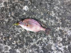 ルアー反応渋い