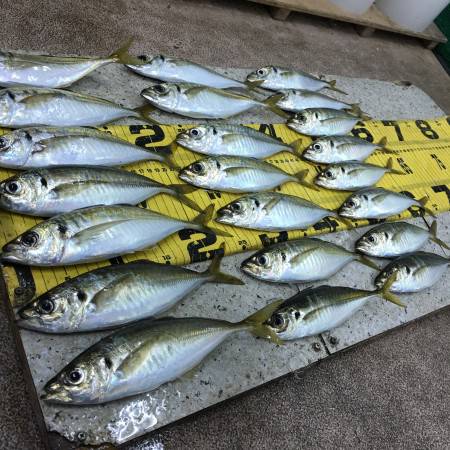 アジ絶好調＼(^o^)／