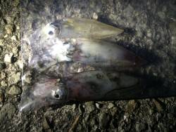 なんとかゲット