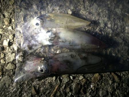 なんとかゲット