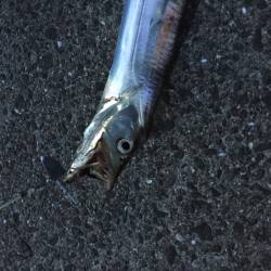 ジギングとワインドで