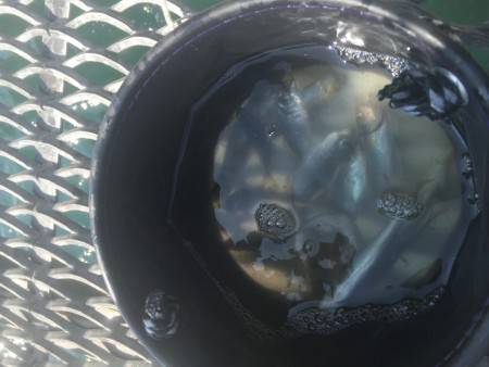 子供ととっとパーク小島釣行