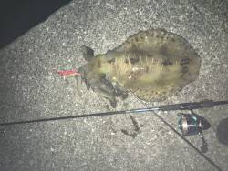 回遊待ちの奇跡