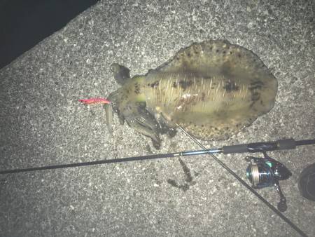 回遊待ちの奇跡