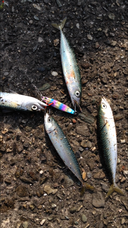 いや、お前達ぢゃないんだけど⁉︎