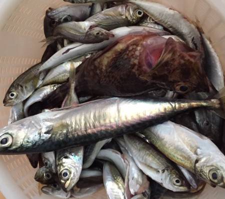 炎天下のサビキ