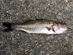 ボトムワインド