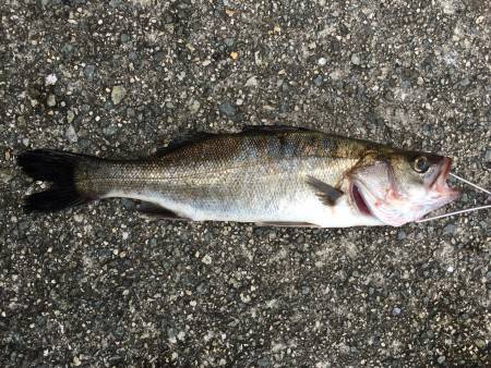 ボトムワインド