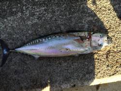 ライトショアジギング！！