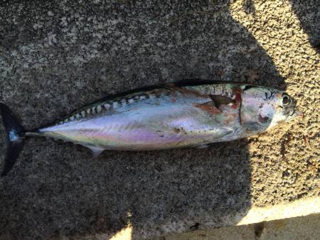 ライトショアジギング！！