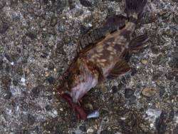 再びロックフィッシュ釣行in福泊