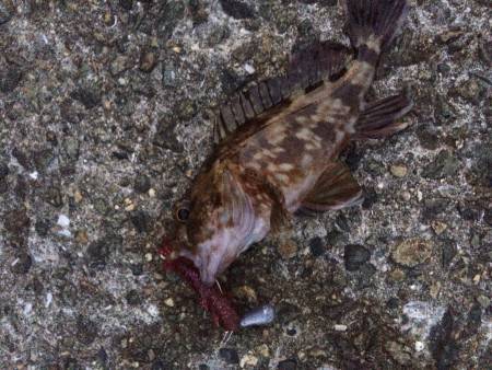 再びロックフィッシュ釣行in福泊