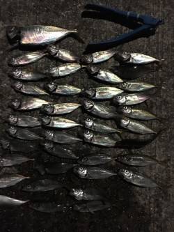 豆アジシーズン 楽しいなー