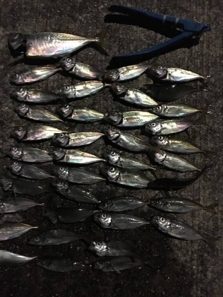 豆アジシーズン 楽しいなー