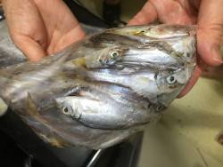 アナゴ1匹、アジ入れ食い