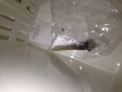 ライトエギング