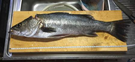 外道でやけど釣れた！ やだ泣きそう…