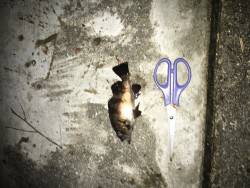 まだ、おったぞ