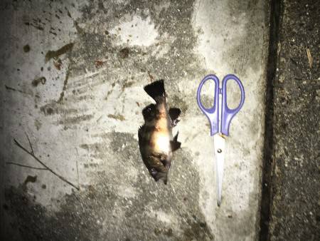 まだ、おったぞ