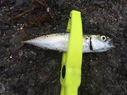 アジング！！！