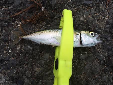 アジング！！！