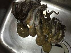 4匹の呪い脱出‼︎