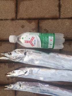 今シーズン初タチウオ