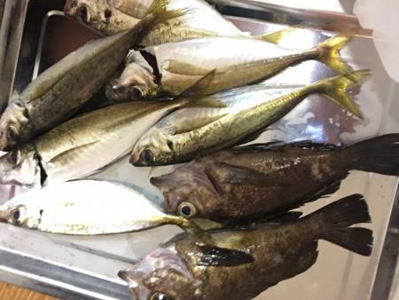 アジング爆釣？