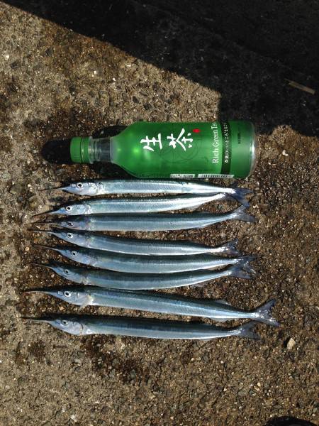 サヨリ釣れてます