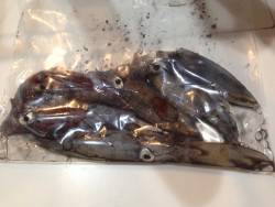 爆風の中でケンサキイカ