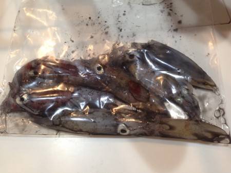 爆風の中でケンサキイカ