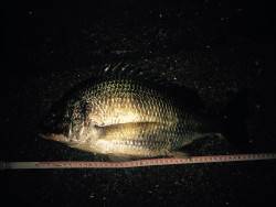 アコウハンター