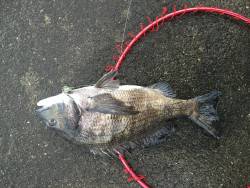 シーバスデイゲーム