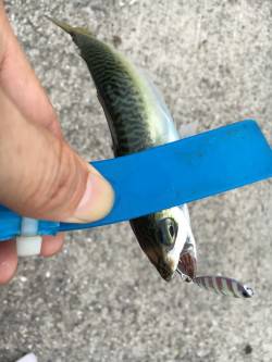 ライトショアジギ