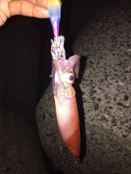 ケンサキ調査2回目