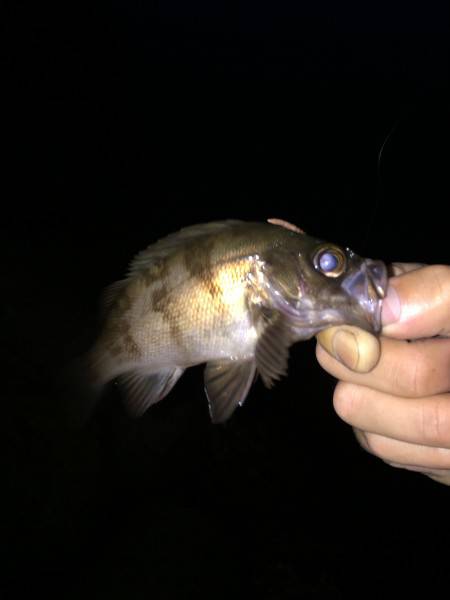 本命釣れず(^_^;)