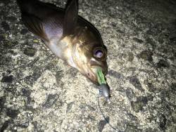 アジ狙いだが…