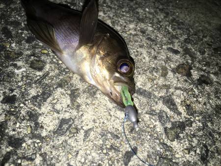 アジ狙いだが…