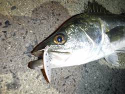 湾奥シーバス♪