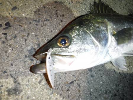 湾奥シーバス♪