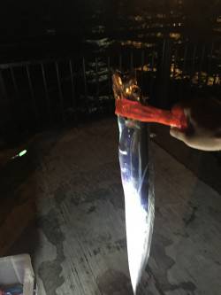 生きアジで太刀魚