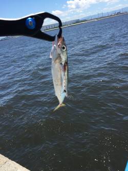 エイ群れまくり