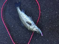 昨日より渋いシーバス