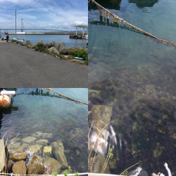 シャローデイメバリング