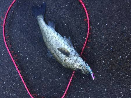 昨日より渋いシーバス