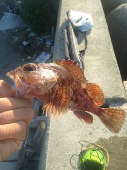 青物じゃなく底物です