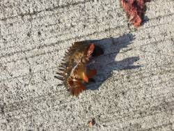 みさき公園裏ソロデビュー