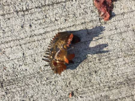 みさき公園裏ソロデビュー